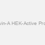 Activin-A HEK-Active Protein